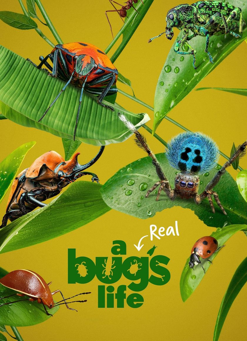 A Real Bug's Life