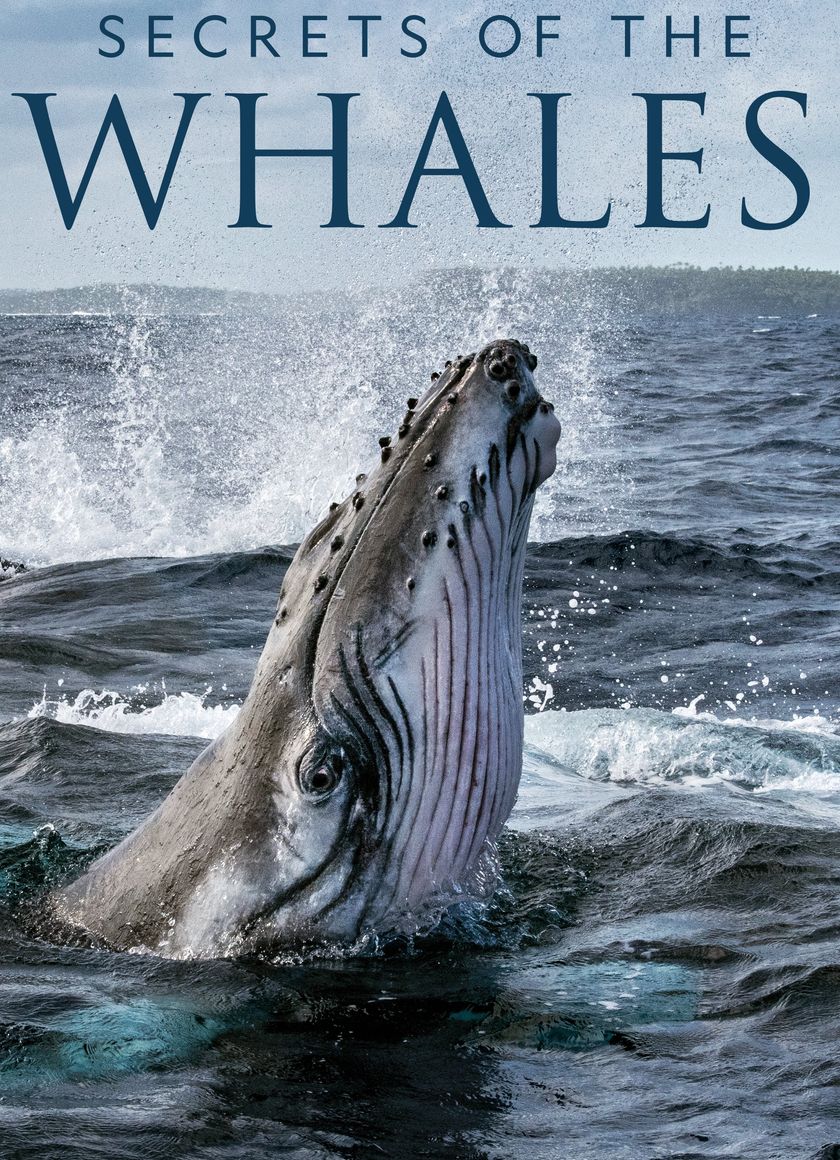 Bí Ẩn Của Loài Cá Voi