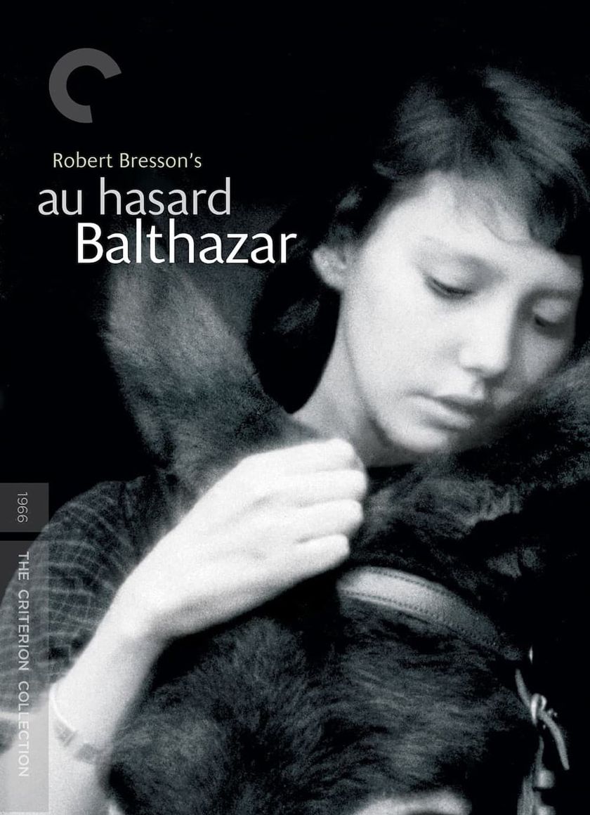 Chú Lừa Balthazar