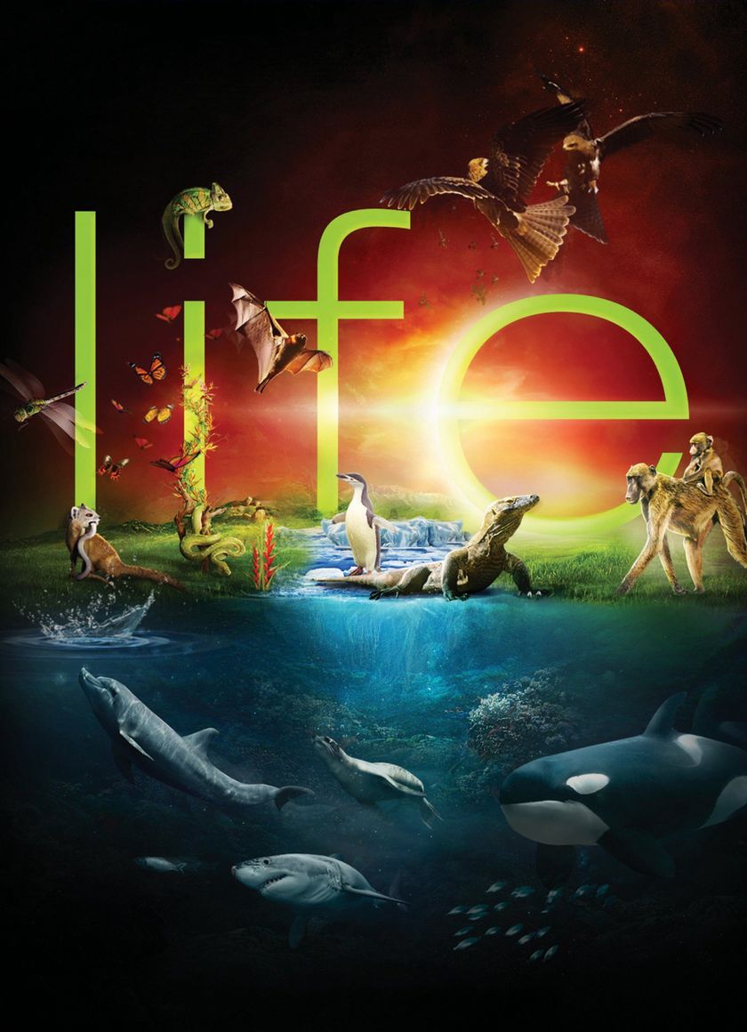 Cuộc Sống Hoang Dã