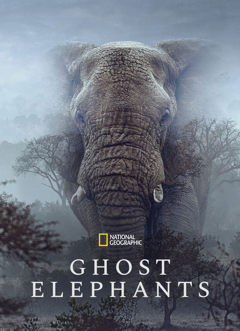 Ghost Elephants