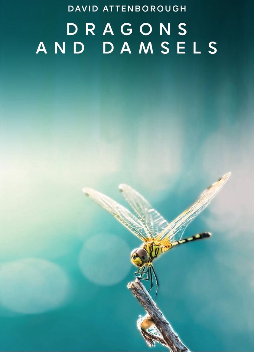 Loài Chuồn Chuồn