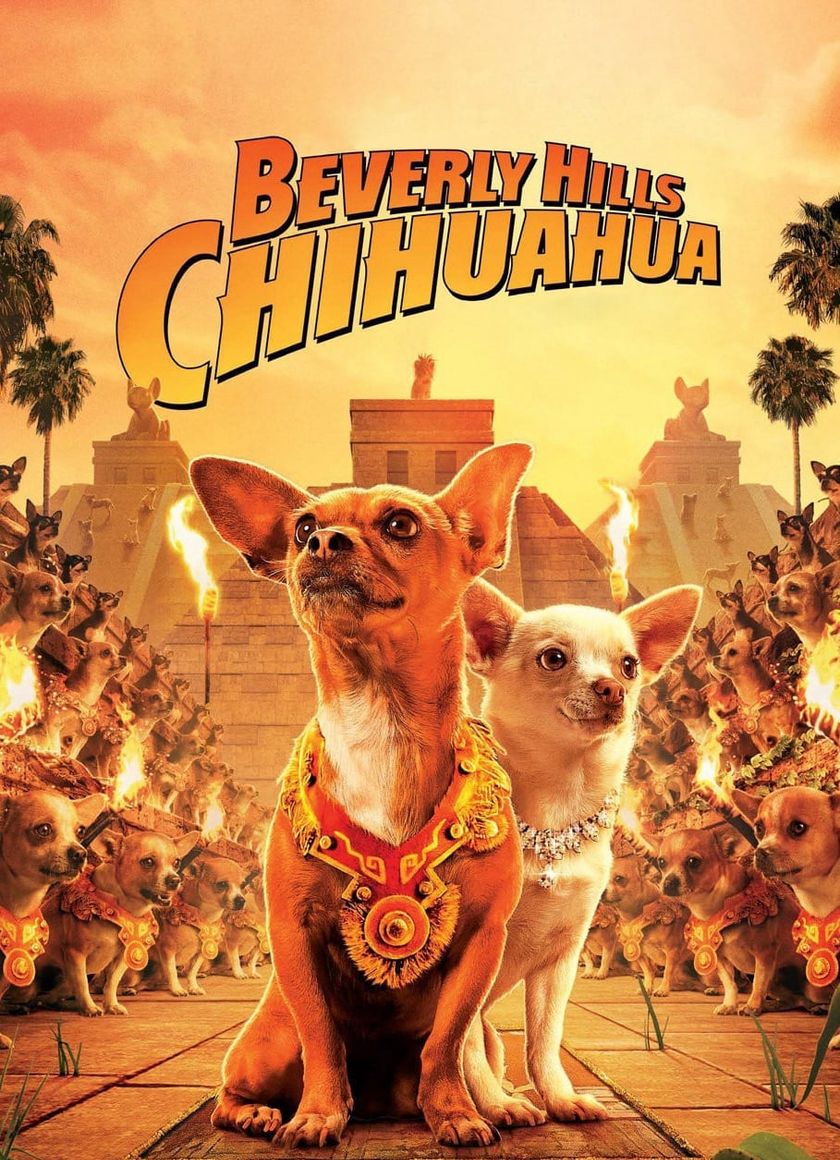 Những Chú Chó Chihuahua