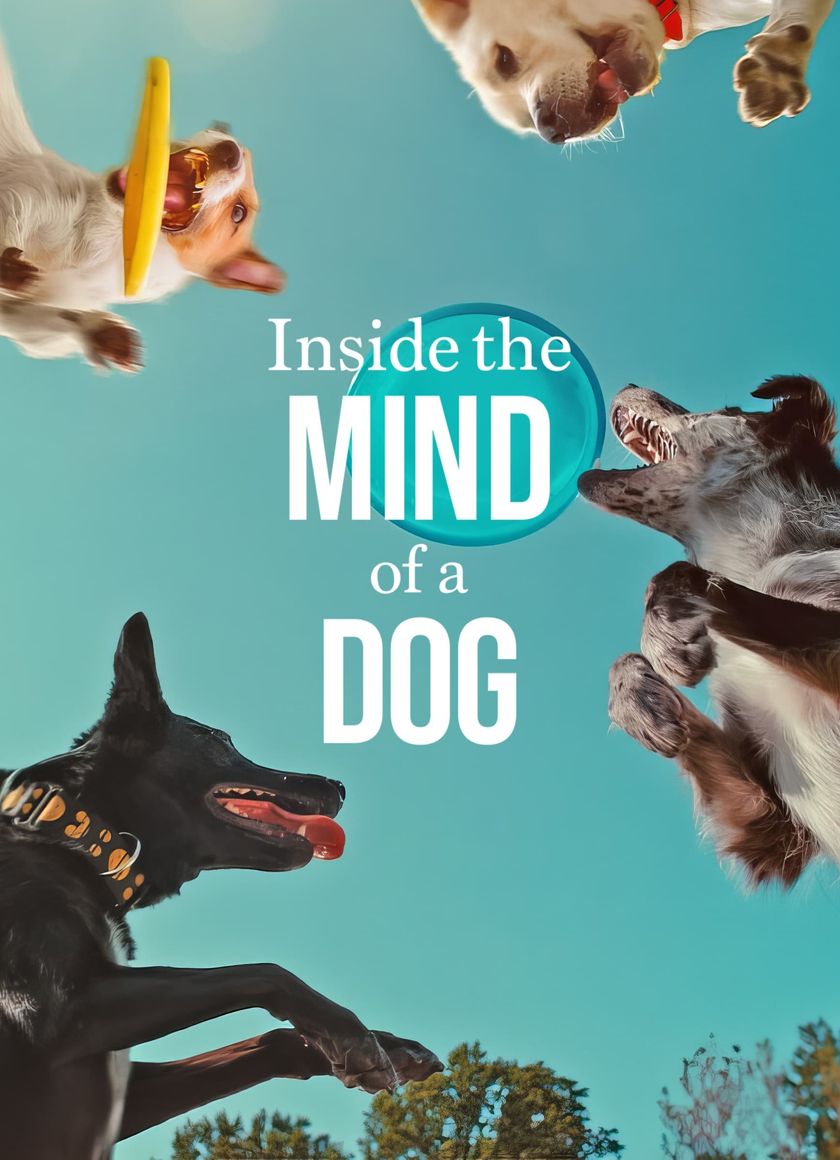 Những chú chó nghĩ gì