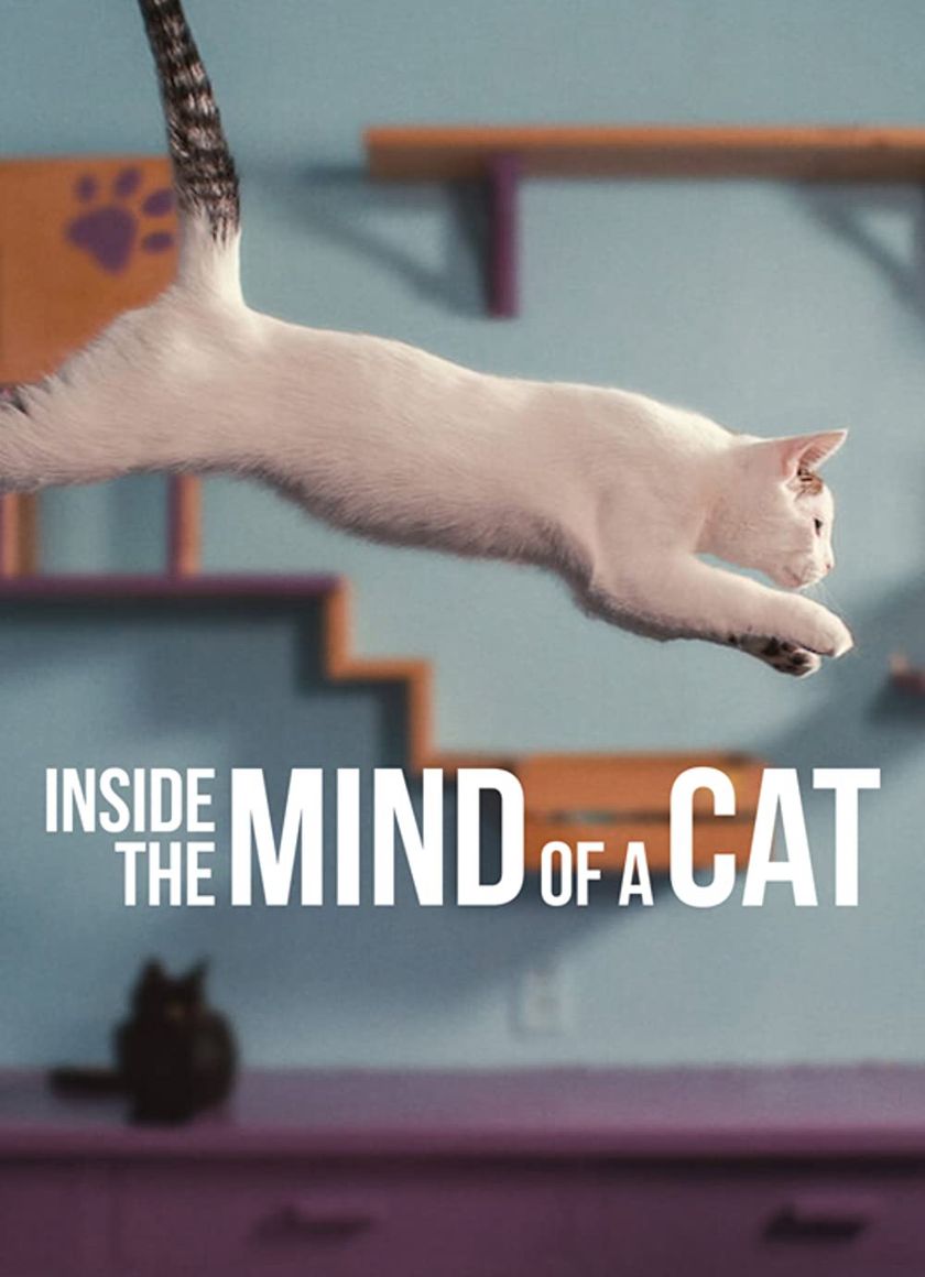 Những Chú Mèo Nghĩ Gì