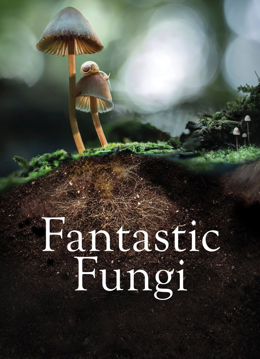 Sự Kỳ Diệu Của Nấm